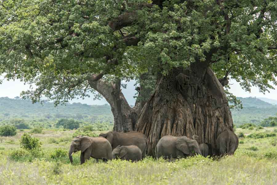 Tanzania-Safaris-Ruaha-National-Park