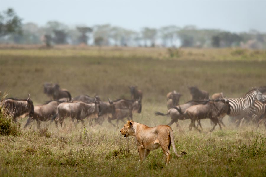 Tanzania Safaris Serengeti National Park