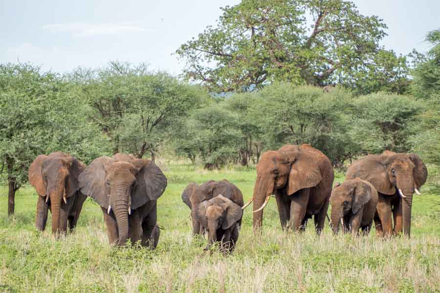 Tanzania Safaris Tarangire National Park
