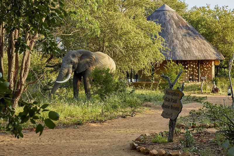 Top Timbavati Safari Lodges-Motswari-Private-Game-Reserve