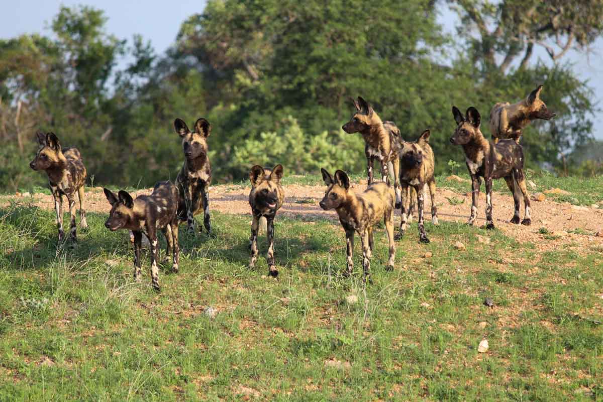 Affordable Kruger Park Safari - Xanatseni Private Camp