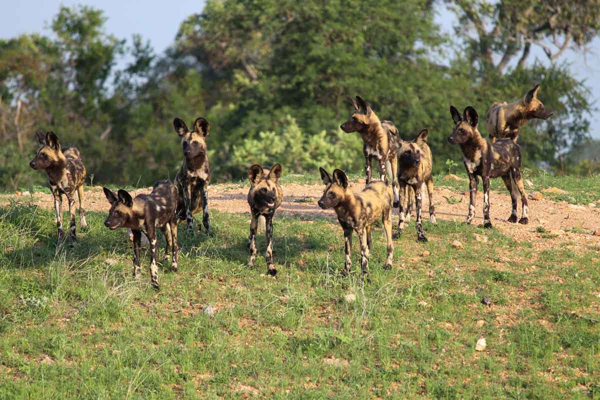 Affordable Kruger Park Safari - Xanatseni Private Camp 