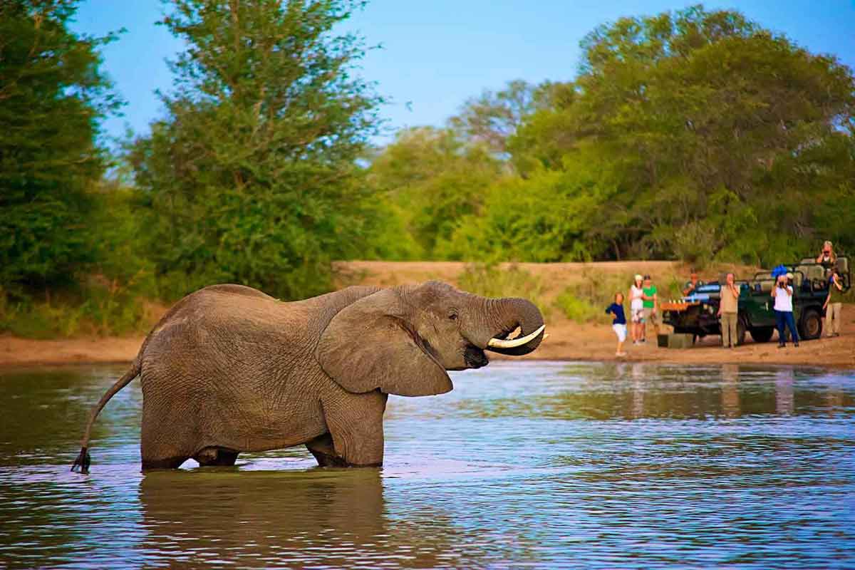 Authentic Kruger Safari nThambo Tree Camp (