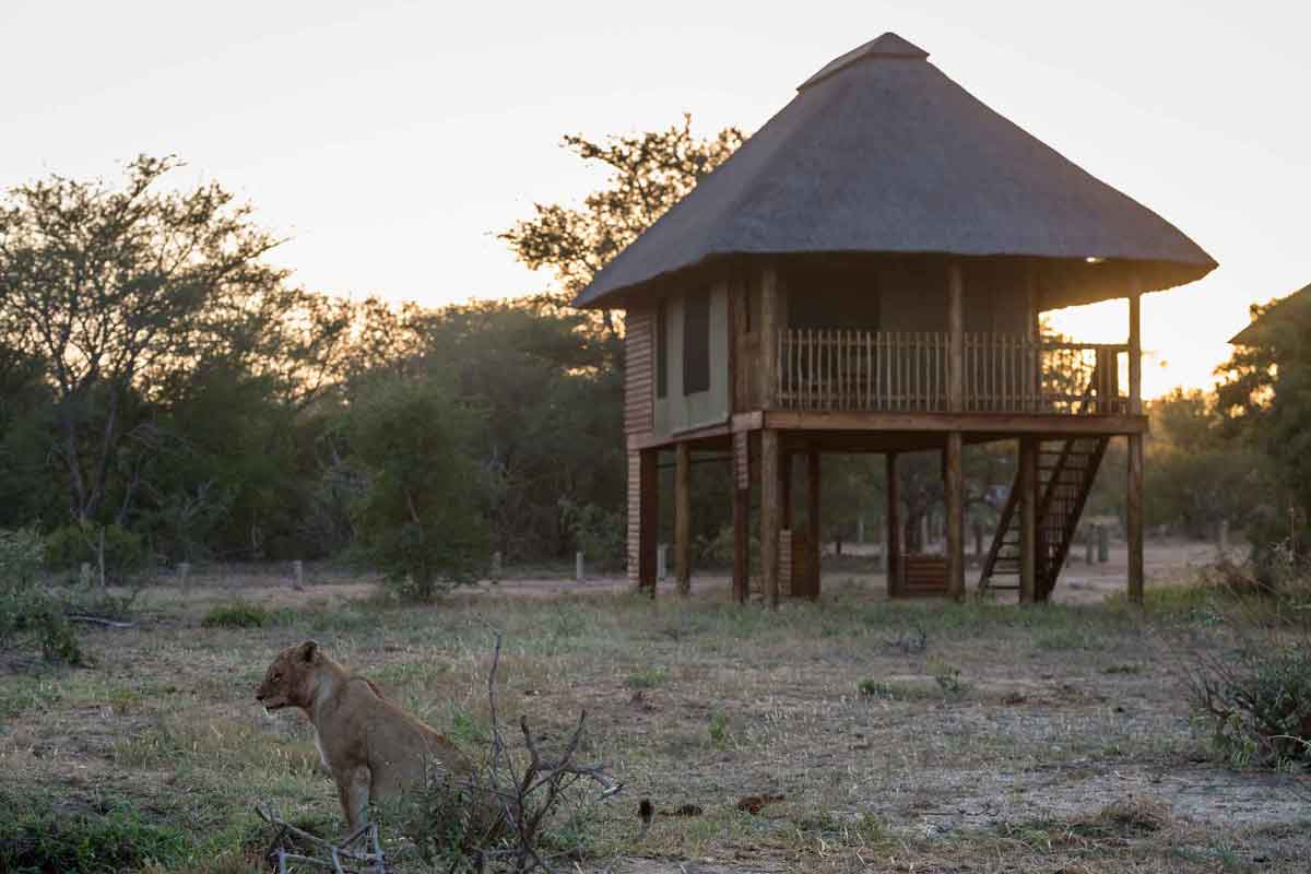 Authentic Kruger Safari nThambo Tree Camp (