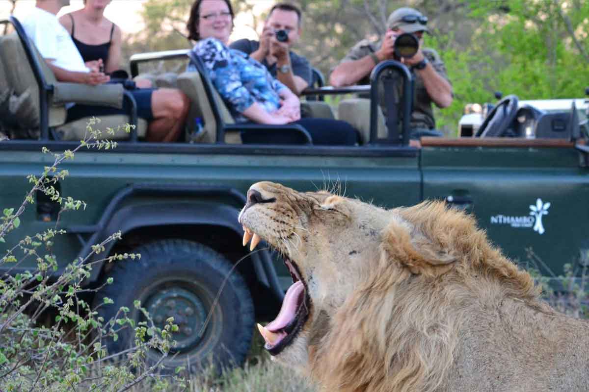 Authentic Kruger Safari nThambo Tree Camp (