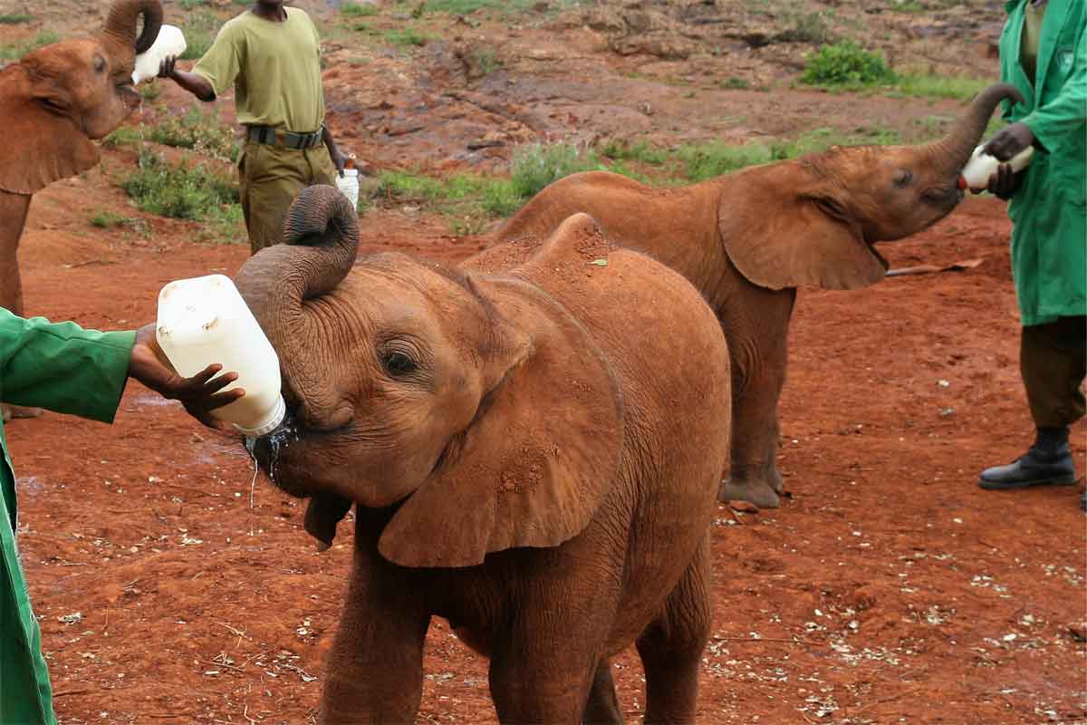 Elephant Orphanage