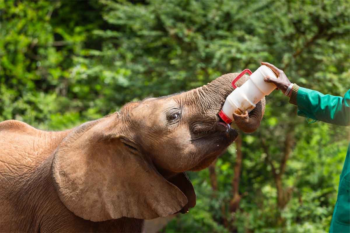 Elephant Orphanage