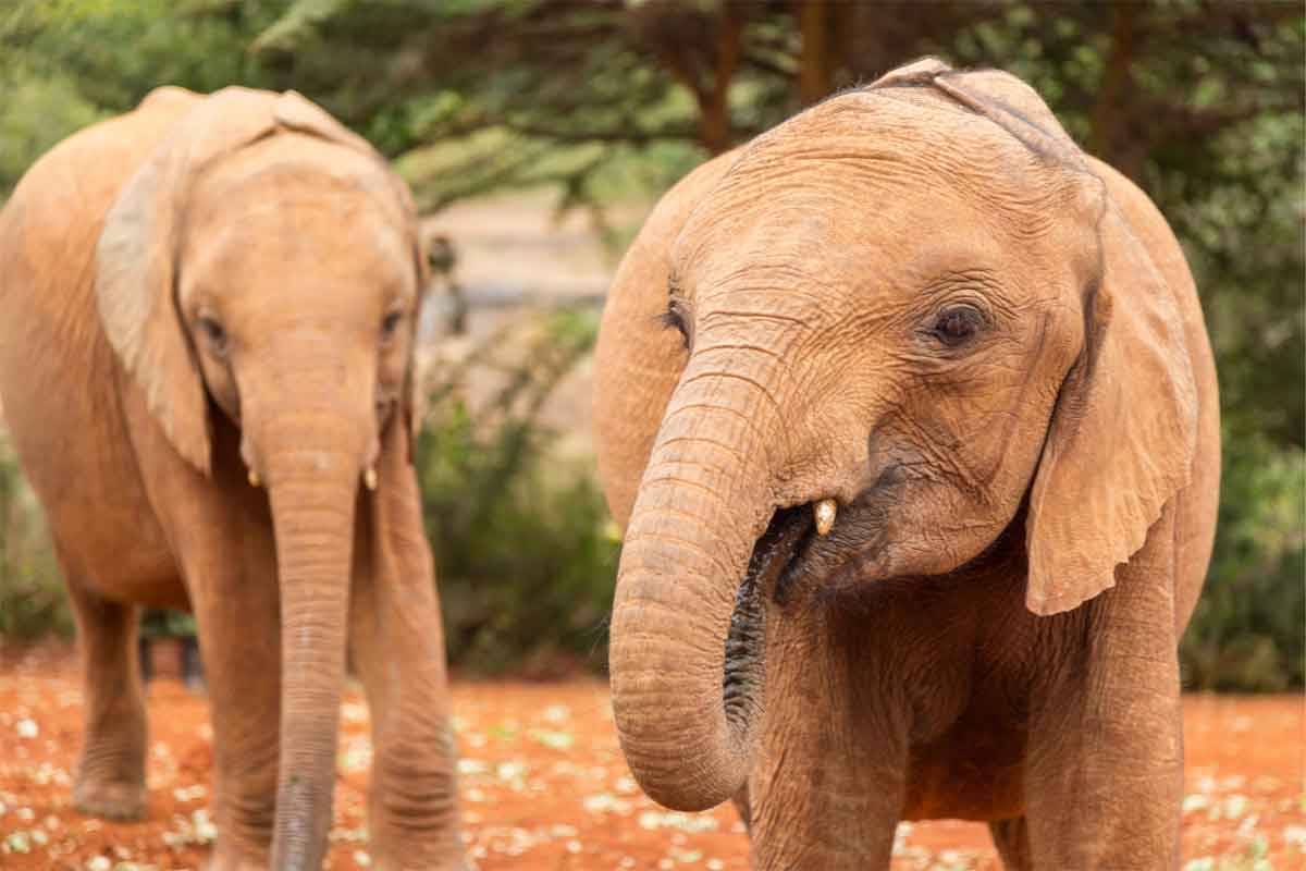 Elephant Orphanage