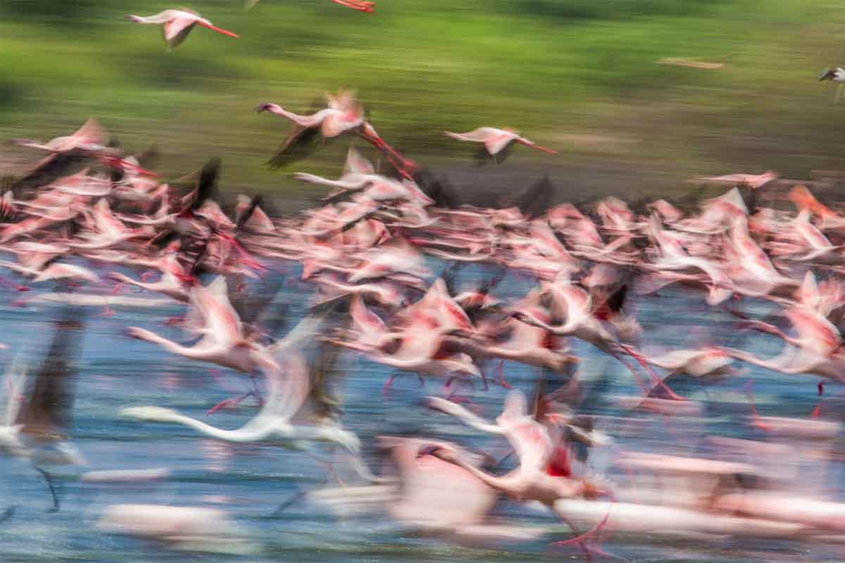 Flamingos in Kenya