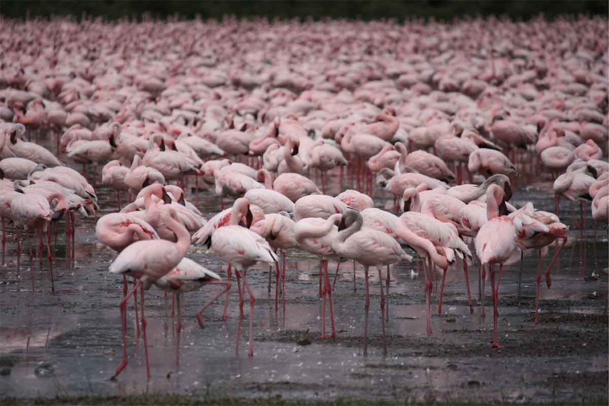 Flamingos in Kenya