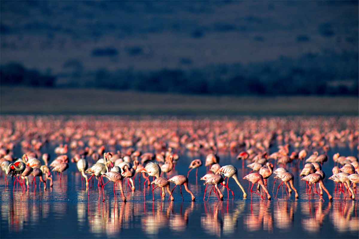 Flamingos in Kenya