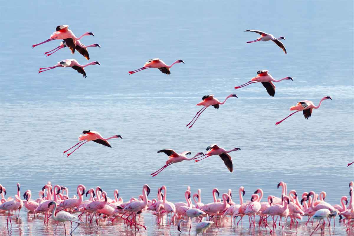 Flamingos in Kenya