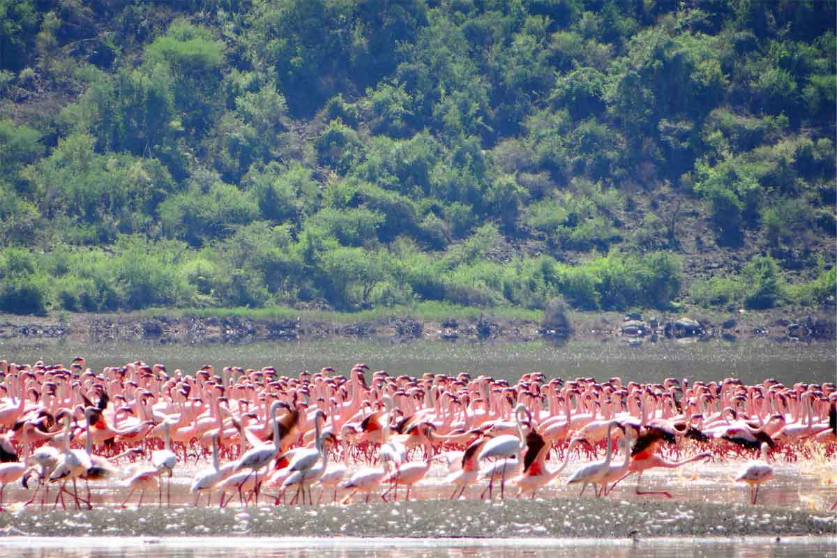 Flamingos in Kenya