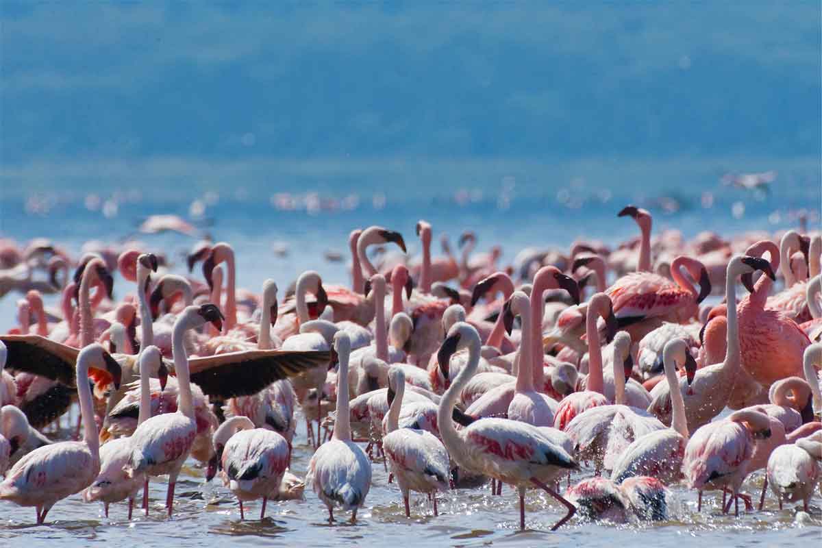 Flamingos in Kenya