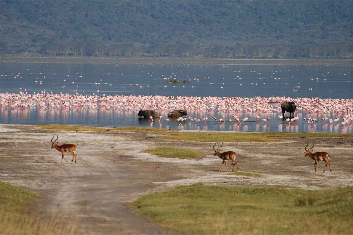 Flamingos in Kenya