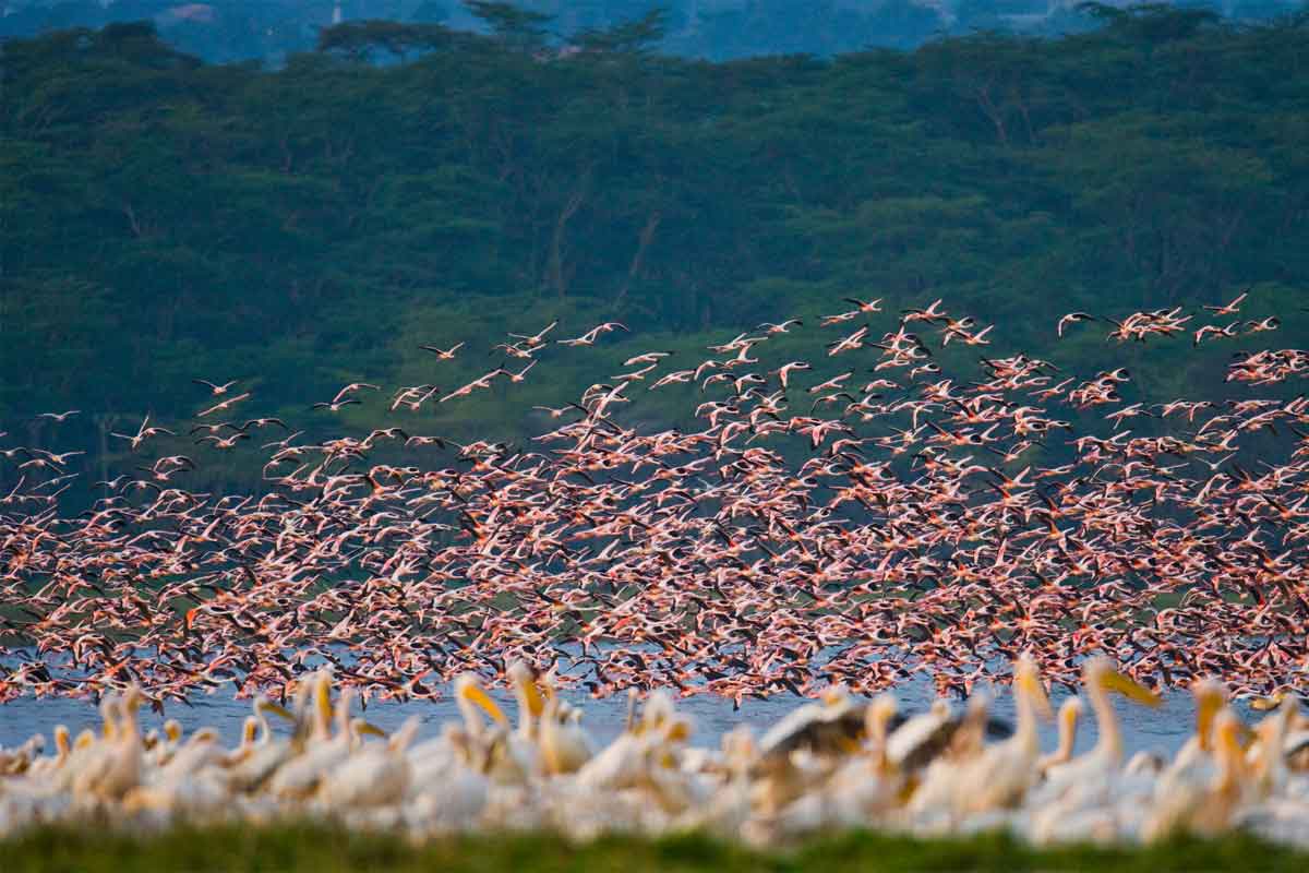 Flamingos in Kenya