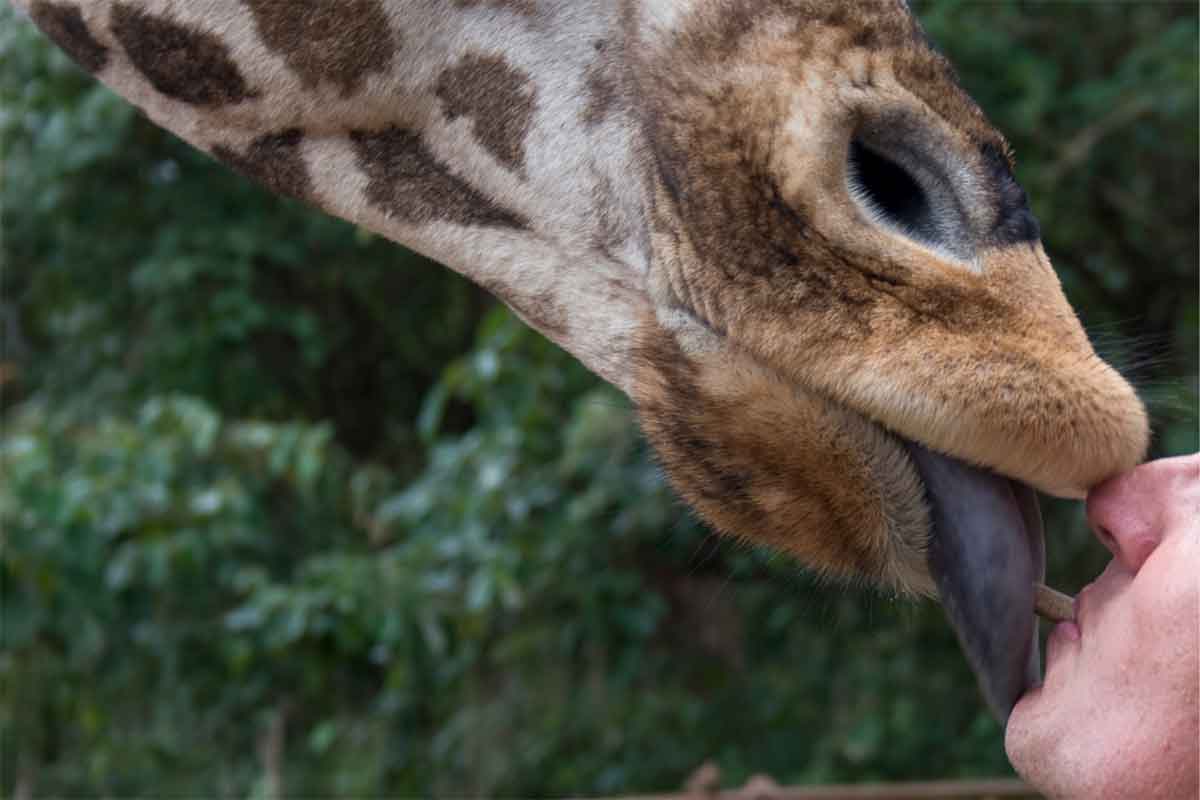 Giraffe Manor