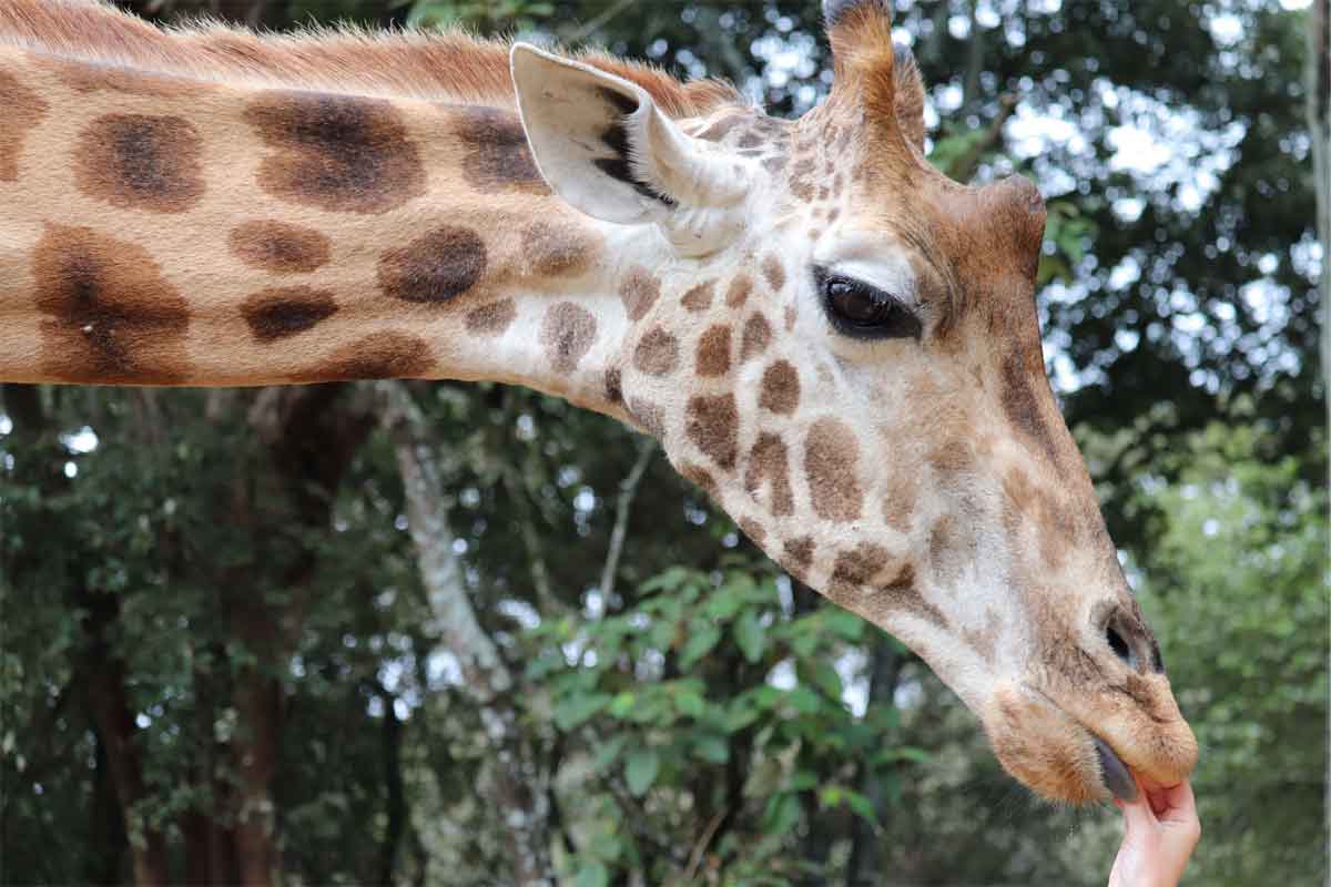 Giraffe Manor