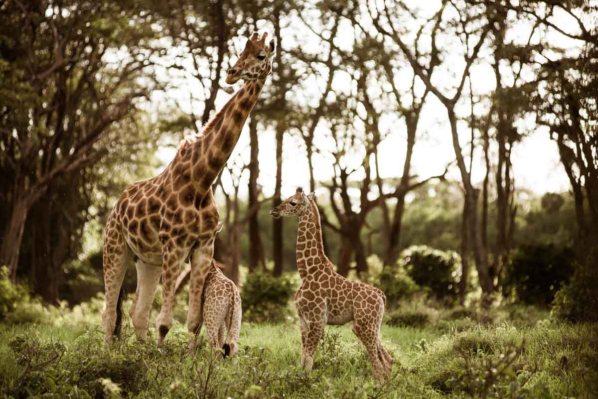 Giraffe Manor