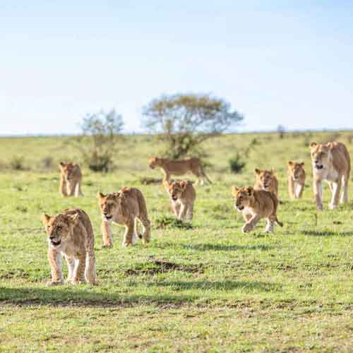 Masai Mara