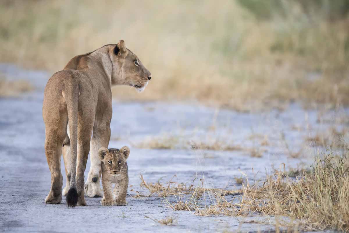 Victoria Falls to Botswana Luxury Safari