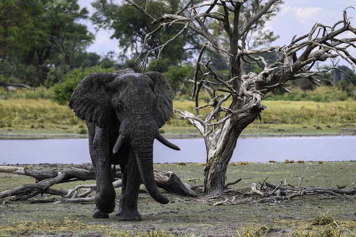 Victoria Falls to Botswana Luxury Safari