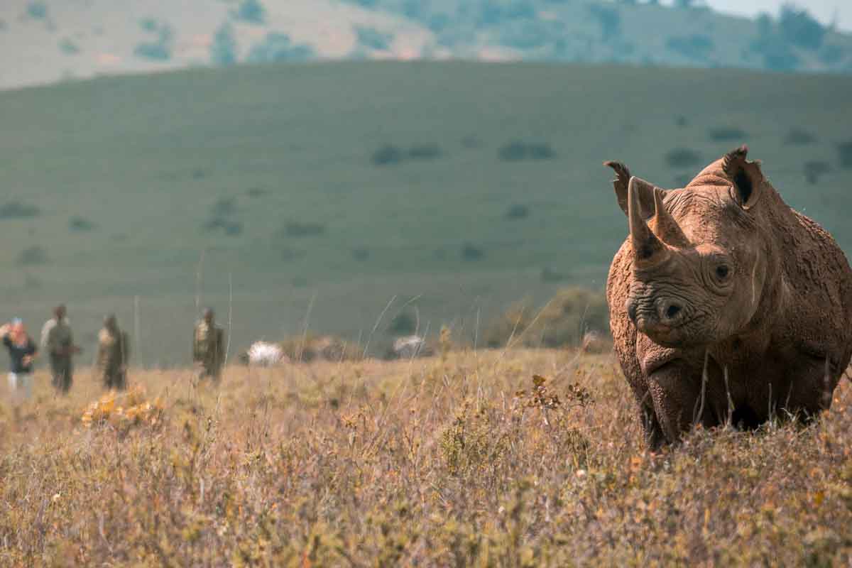 Rhino Conservation