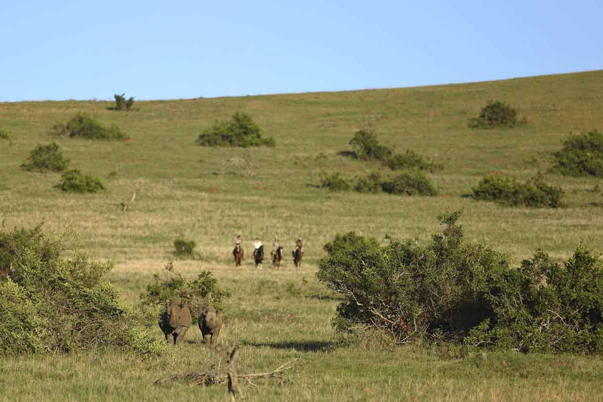 Rhino Conservation