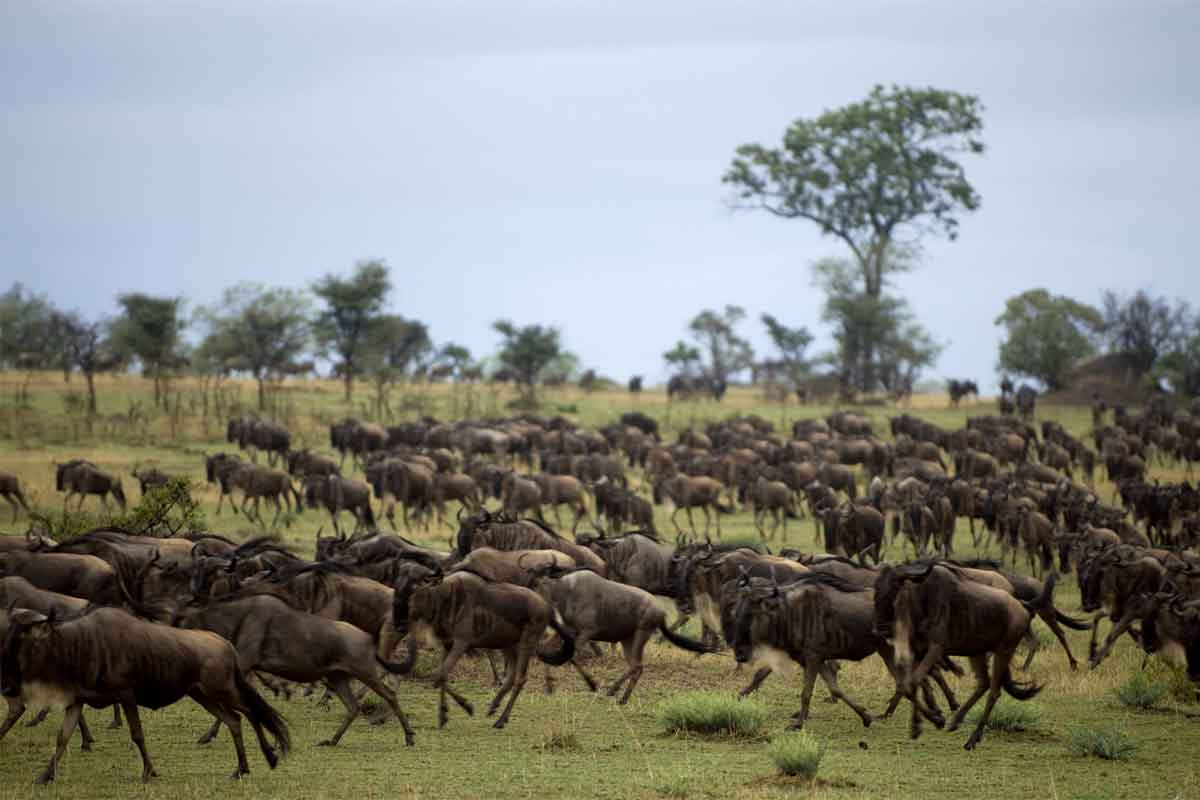 andBeyond Tanzania Safari Serengeti