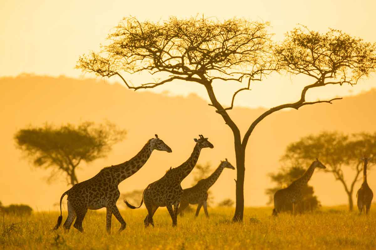 Elewana Serengeti Pioneer Camp