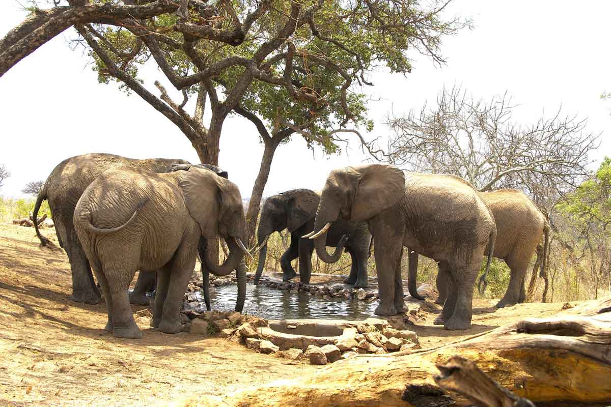 Elewana Tarangire Treetops