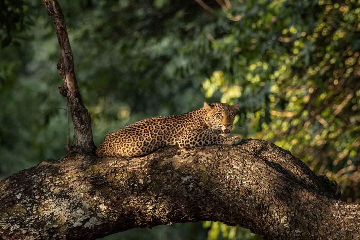 Highlights of Zambia Safari 