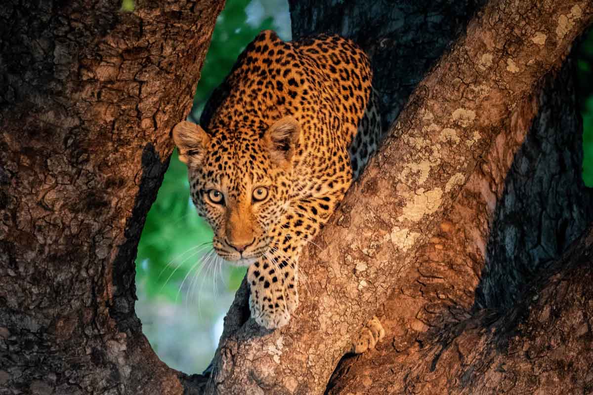 Highlights of Zambia Safari