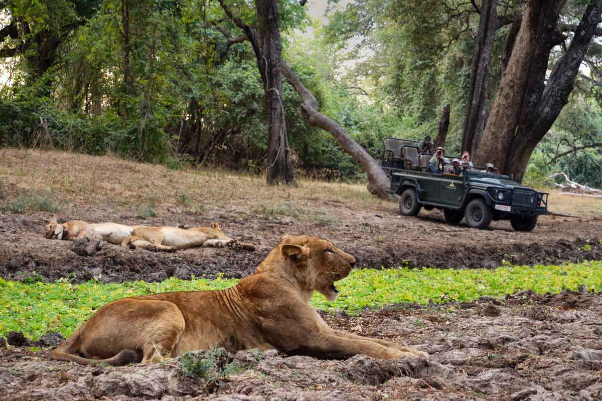 Highlights of Zambia Safari