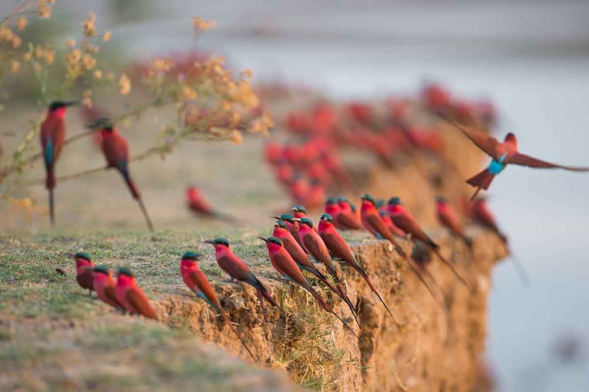 Highlights of Zambia Safari