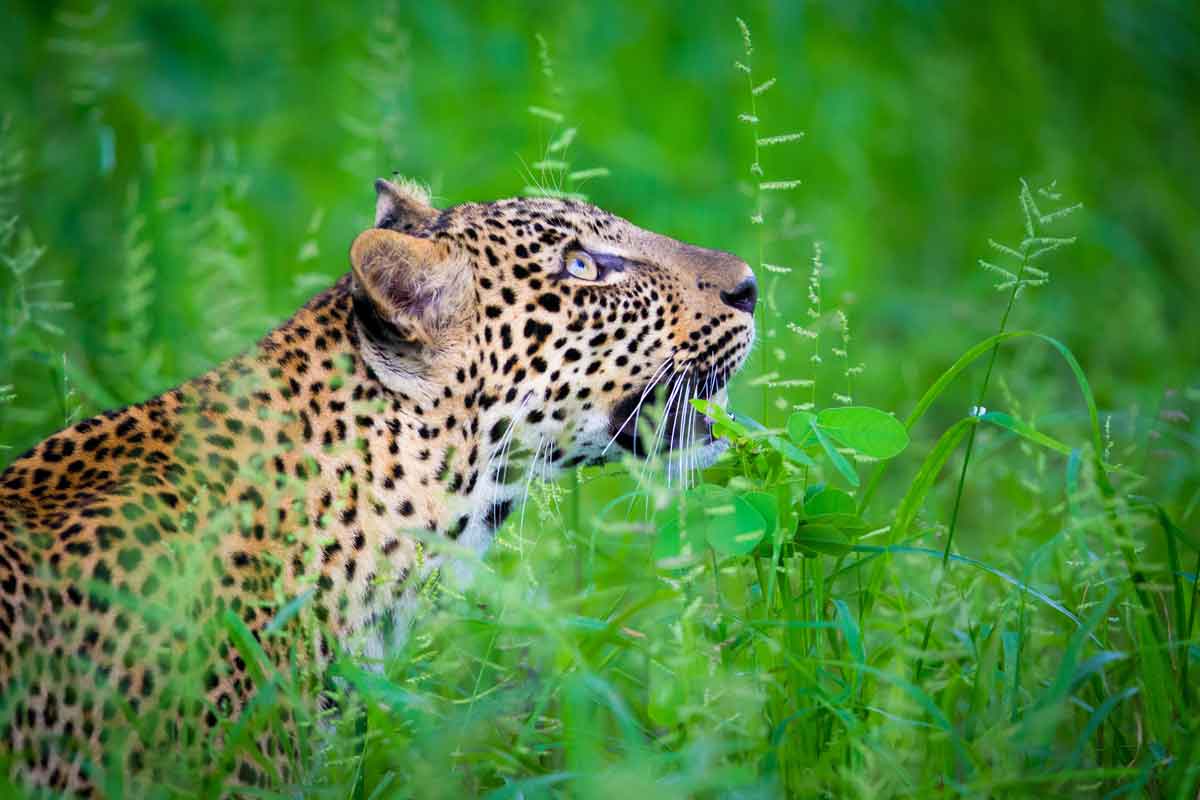 Highlights of Zambia Safari