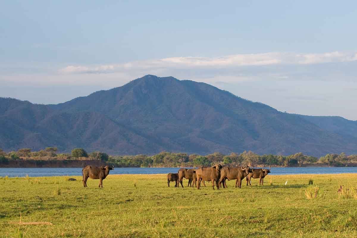 Highlights of Zambia Safari Chongwe River Camp