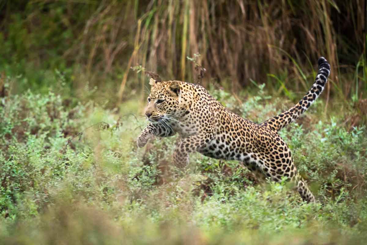 Highlights of Zambia Safari Chongwe River Camp