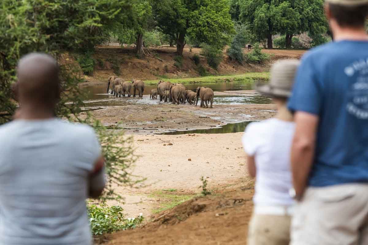 Pafuri Walking Safaris