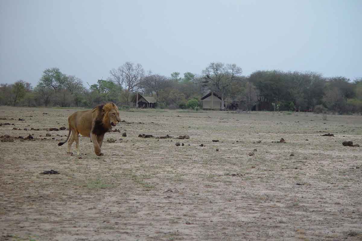 Rhino Walking Safaris Plains Camp