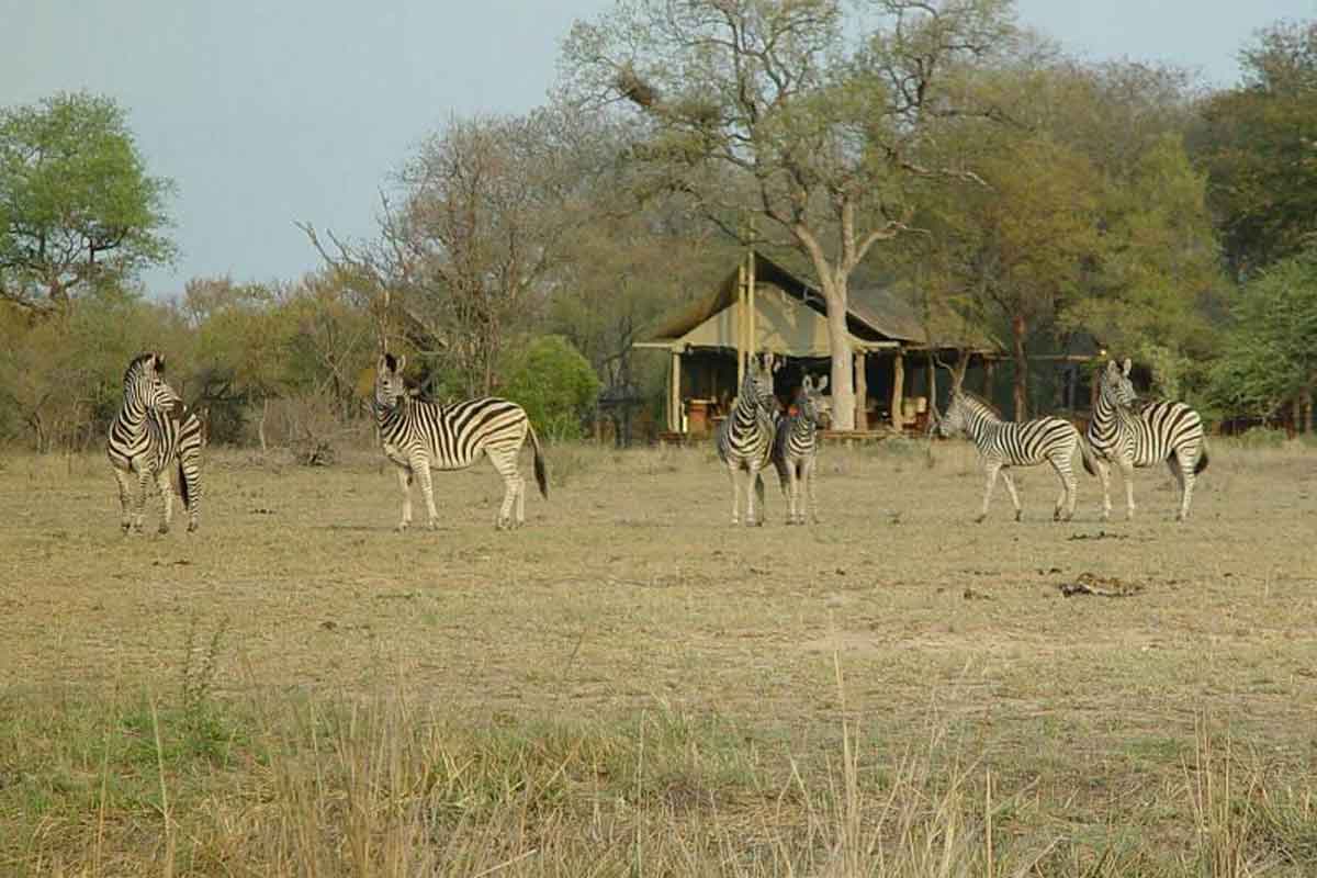 Rhino Walking Safaris Plains Camp