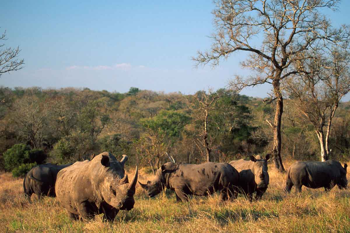 Rhino Walking Safaris Plains Camp