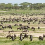 Tanzania Sky Safari