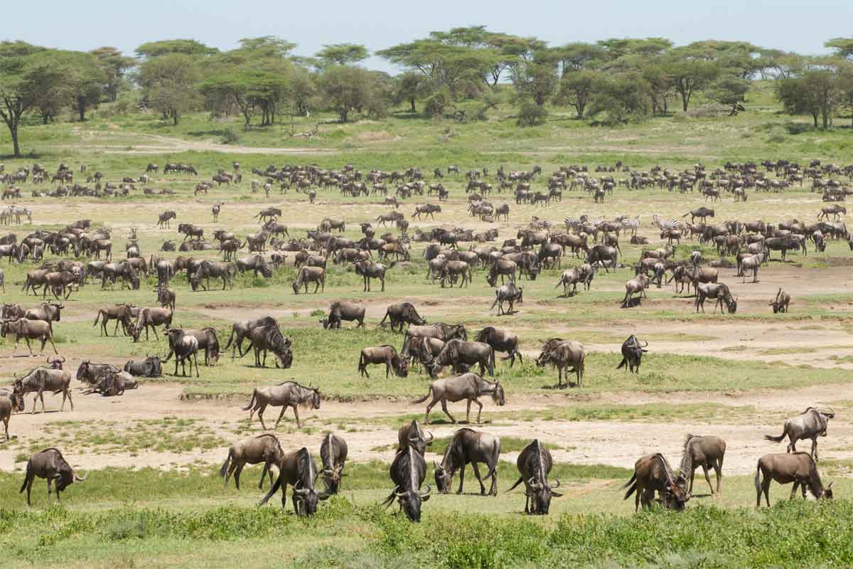 Tanzania Sky Safari