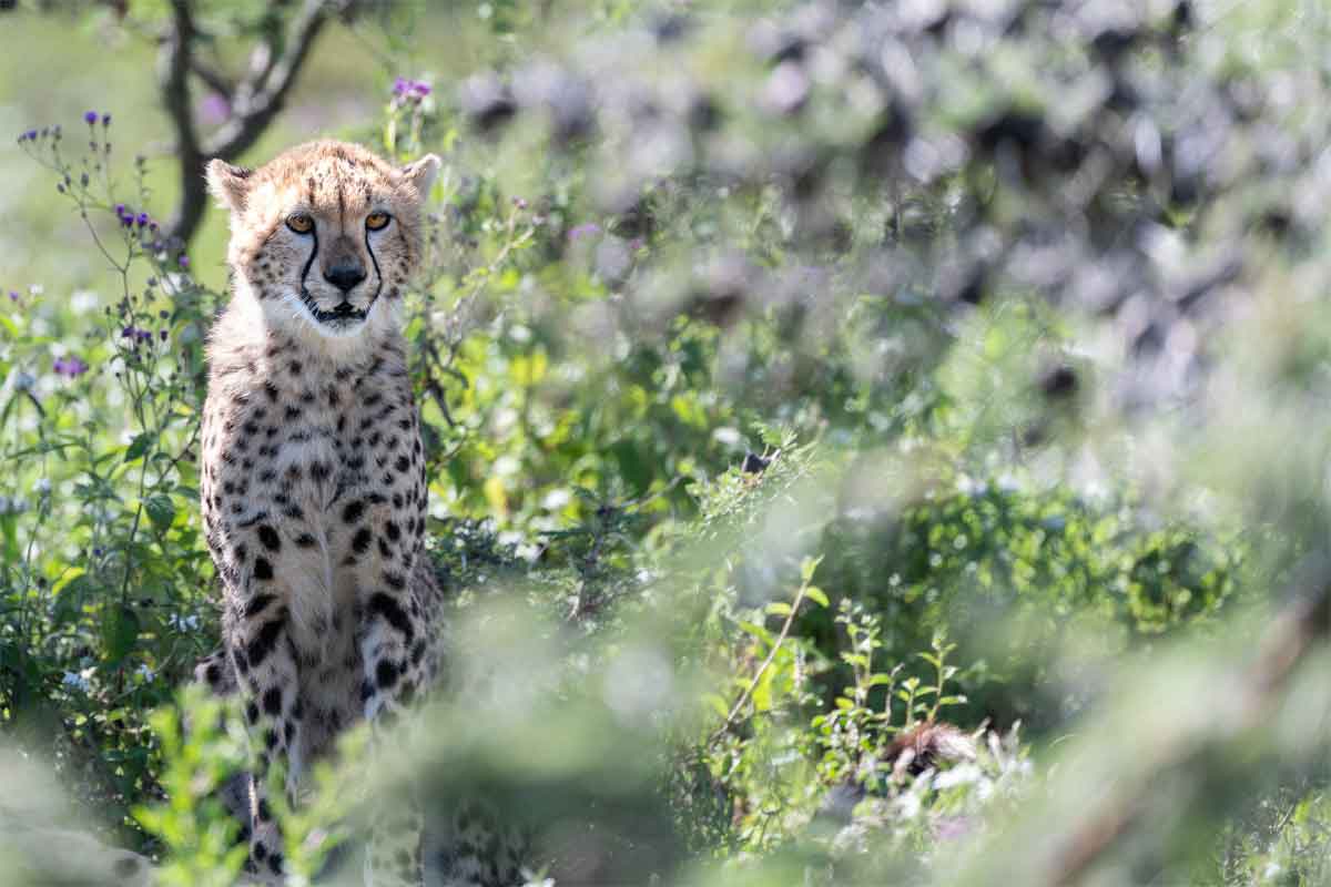 Tanzania Sky Safari