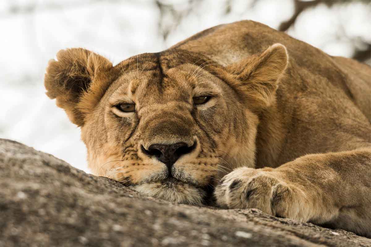 Tanzania Sky Safari