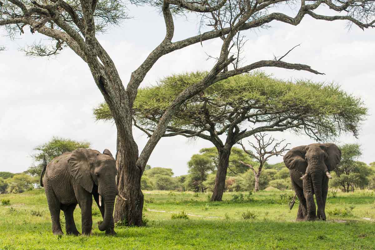 Tanzania Sky Safari