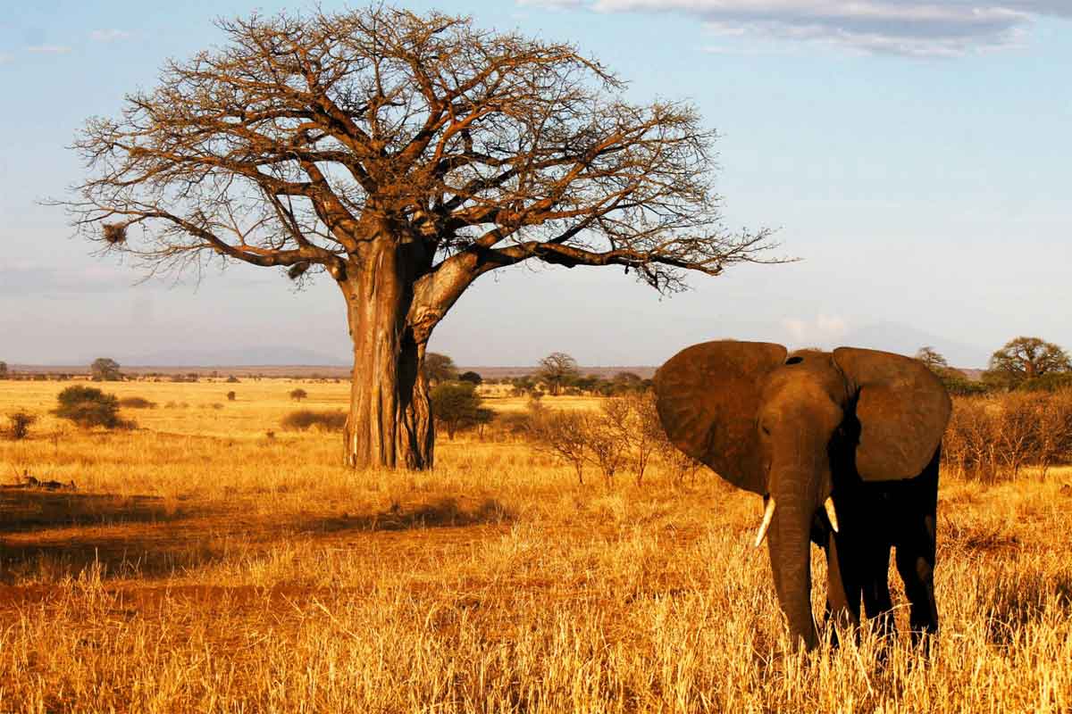 Tanzania Sky Safari