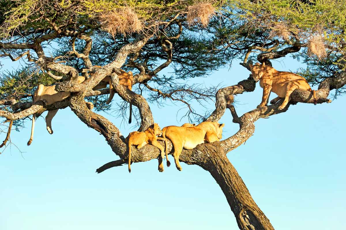 Tanzania Sky Safari