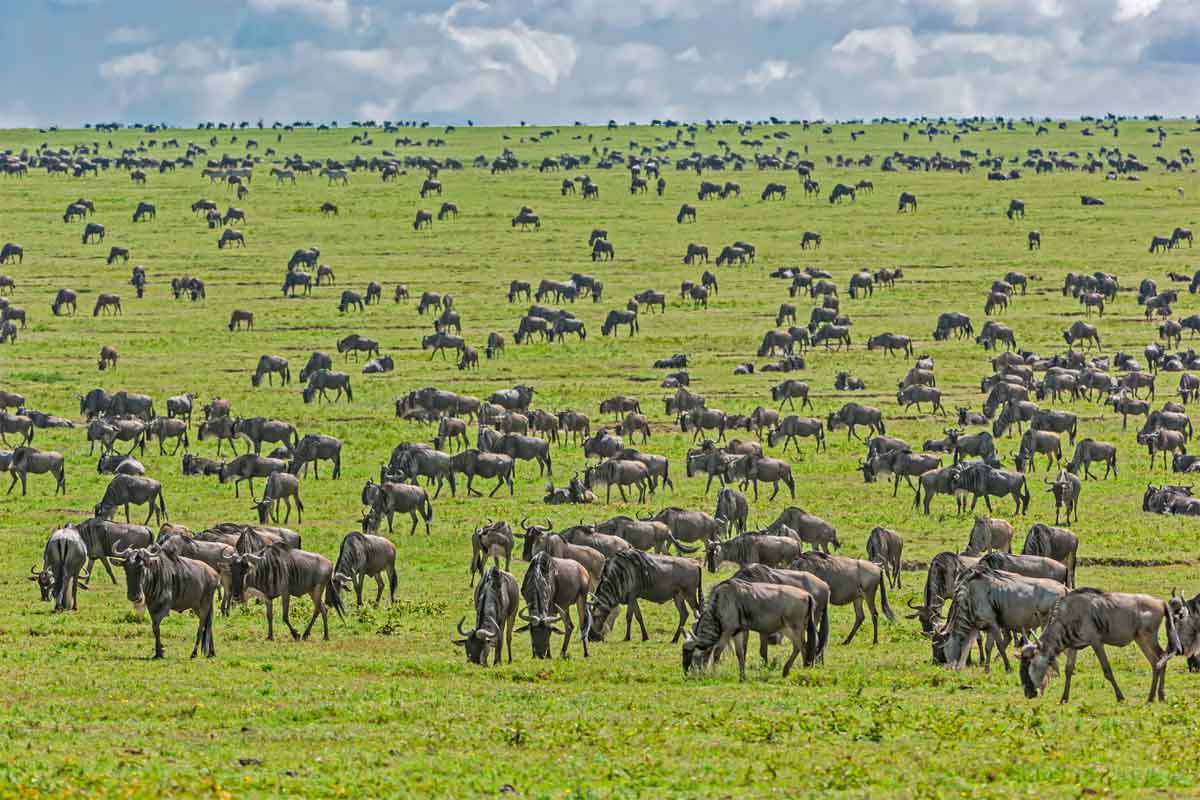 Tanzania Sky Safari